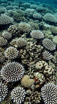 A vibrant and dense underwater scene featuring various species of healthy stony corals thriving in a clear tropical ocean reef