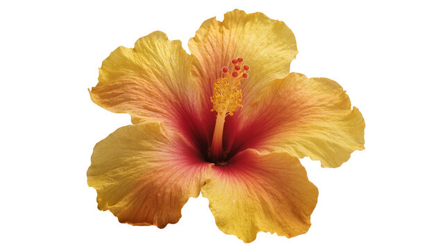 Vibrant yellow-red hibiscus flower displaying ruffled petals, prominent stamen