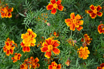 Fototapeta premium Vibrant Orange and Yellow Marigold Flowers Blooming in a Garden