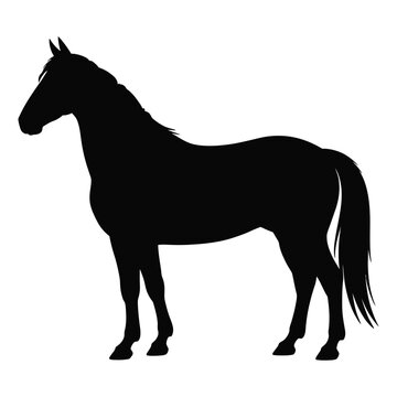 A majestic horse stands in profile a striking black silhouette