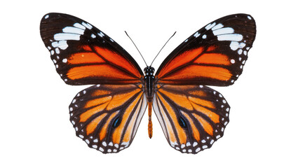 Vibrant monarch butterfly displaying orange wings black veins, and patterned borders © Trym