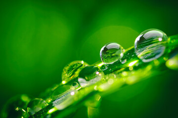 Macro shot of crystal clear dew drops resting on a vibrant green blade of grass. A fresh and detailed spring nature scene with soft morning light and a beautiful blurred bokeh background.
