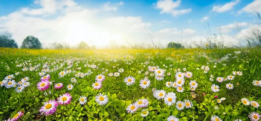 Panoramic view of a vibrant summer nature scene with pink and white daisy flowers blooming in a green meadow. A bright landscape under a sunny blue sky with soft clouds. © Laura Pashkevich