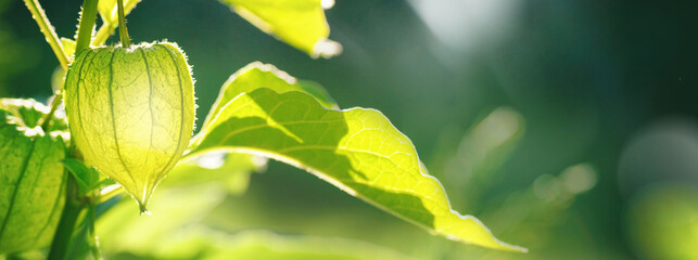 Close-up panoramic view of a green physalis fruit on a branch with lush leaves. A bright and fresh nature scene captured in warm golden sunlight.