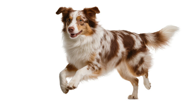 Energetic tricolor Australian Shepherd leaping, displaying fluffy fur and focused gaze