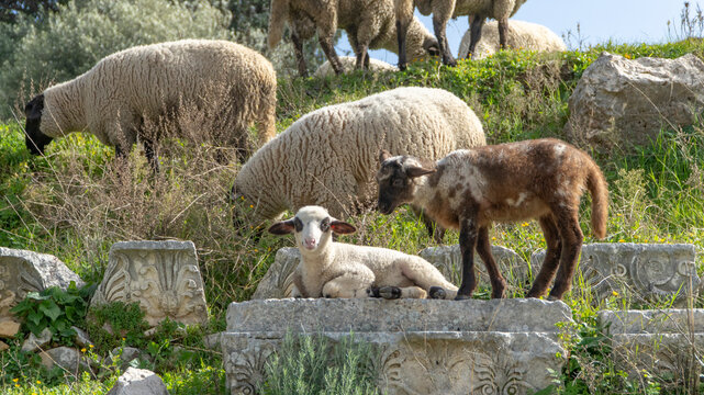 Young lamb rest on ornately carved ancient stone blocks as a flock grazes the hillside ruins of Letoon Sacred Area, historic Lycian ruins near city of Xanthos, Mugla, Turkey