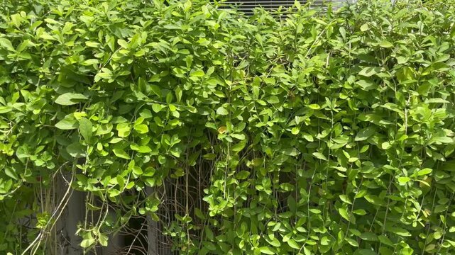 Vertical garden plants. Vernonia Elliptica plants or Lee Kwan Yew plants for decoration. Green vines with long branches and leaves covered entire wall. 