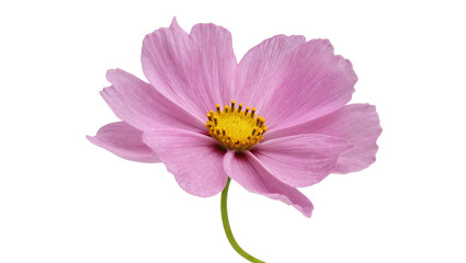 Delicate pink cosmos flower displaying layered petals, and a yellow center with green stem © Trym