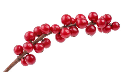 Vibrant red yew berries clustered along a woody stem, displaying autumnal fruit © Trym