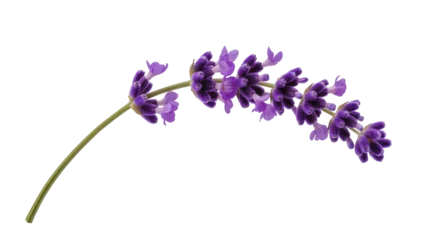 Fotobehang Lavendel Curved lavender sprig displaying vibrant purple flower buds, and slender green stem  © Trym