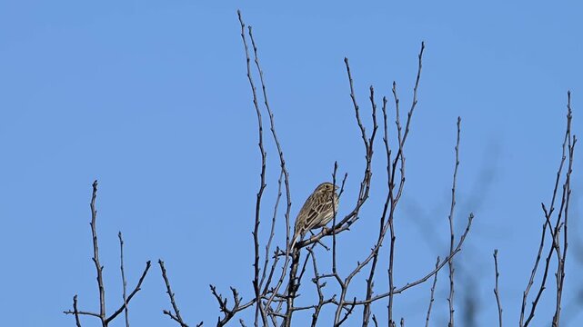 a corn bunting (miliaria calandra) perched on the thin, bare branches of a dormant tree, captured singing with clear, native audio against a vibrant blue sky in the balkan countryside.