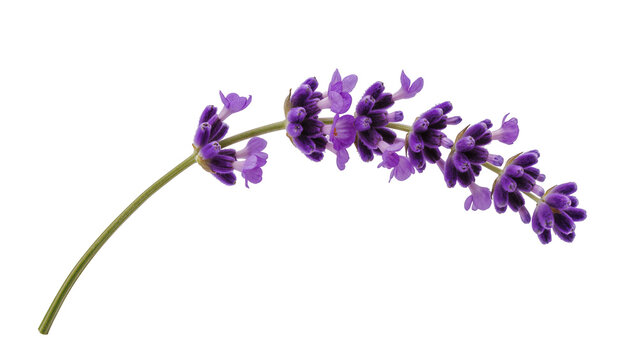Curved lavender sprig displaying vibrant purple flower buds, and slender green stem
