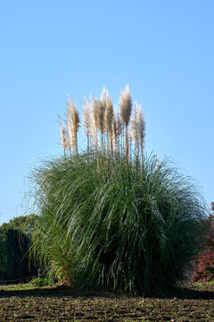 Pampas grass (Cortaderia selloana) with white plumes under a clear blue sky in Showa Kinen Park.