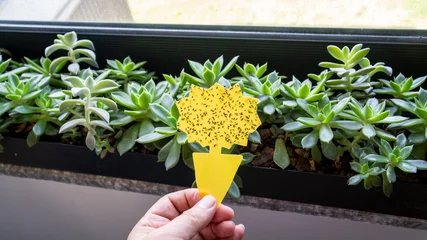 Hand holding a yellow sticky trap covered with fungus gnats flies in a home interior, demonstrating indoor plant pest control and houseplant care. © CanYalicn