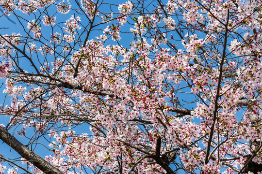 Beautiful pink and white sakura flowers blooming on branches during spring in Japan
