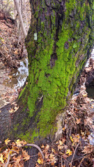 Moss-covered tree trunk beside a shallow forest stream, rich textures highlighting a damp woodland ecosystem © CanYalicn