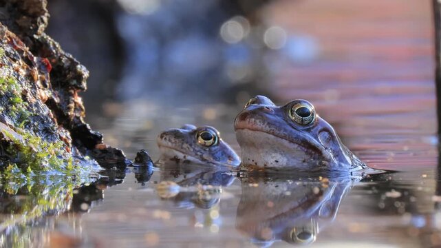 Brown frog (Rana temporaria) close-up in a pond.