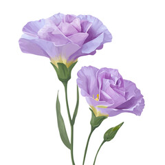 Fototapeta premium Flat 2D Eustoma vector illustration, icon graphic on white background