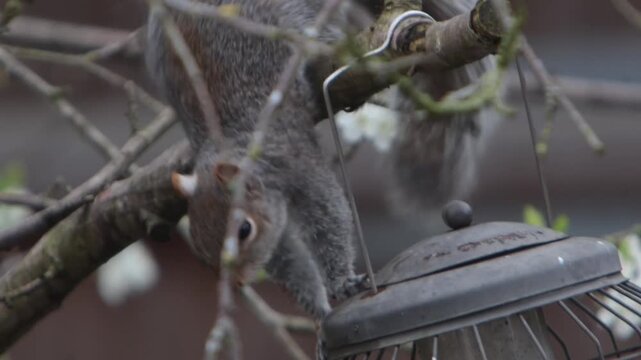 A Grey Squirrel, Sciurus carolinensis, trying to open a a bird feeder hanging in a tree. Spring. UK