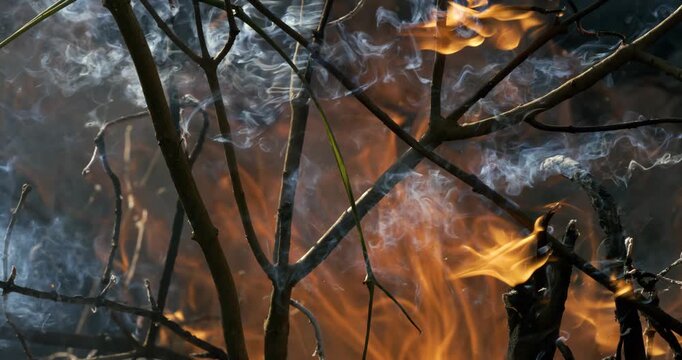 Forest fire in close-up. The branches of shrubs and trees are burning and smoking. Wildfires caused by arson or nature. Shot on super slow motion camera 1000 fps.
