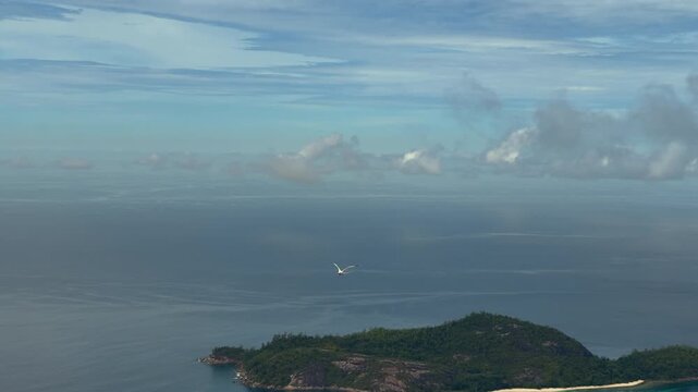 Slow motion of while tailed tropic bird flying above mountain, view from the morn blanc mountain nature trail, Mahe, Seychelles 30fps