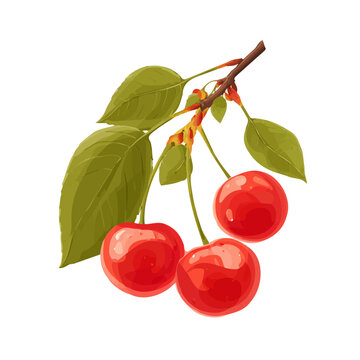 Simple flat 2D vector graphic of a Wild Cherry in modern icon style, isolated on a white canvas