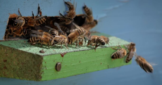 Honey bees fly near a beehive. Bees are best known to humans for their ecological roles as pollinators. Honey bees flying into wooden beehives.