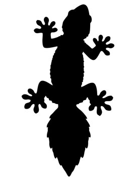 Gecko Lizard Silhouette Vector Illustration Top View