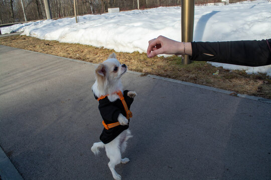 Woman training cute chihuahua standing on hind leg outdoors in park. Small dog wearing sweater and harness performing command for treat. Animal care and friendly relationship concept.