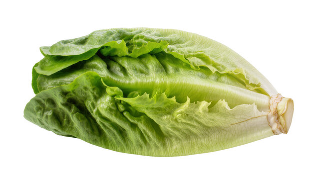 Crisp romaine lettuce leaf, displaying vibrant green texture and a pale yellow stem
