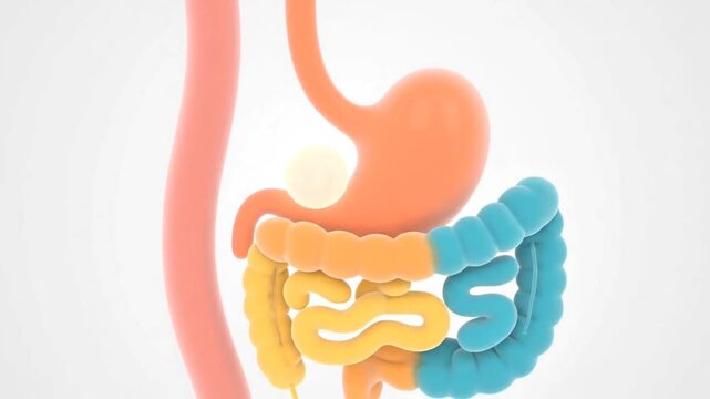 3d Animation of Digestion Process in Human Gastrointestinal Tract