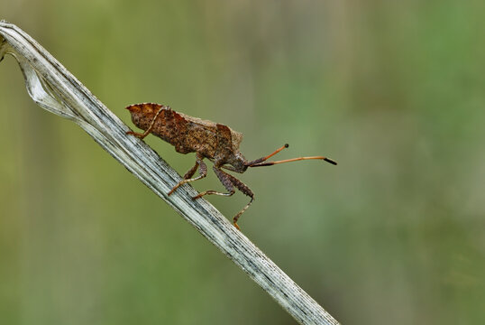Dock bug, Coreus marginatus sitting on a dry stem of grass. Profile, close up	