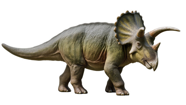 Detailed gray triceratops dinosaur walking displaying frill horns, and scaly skin