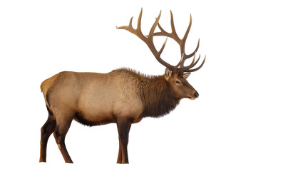 Obraz premium Majestic brown elk standing displaying large branched antlers, facing left