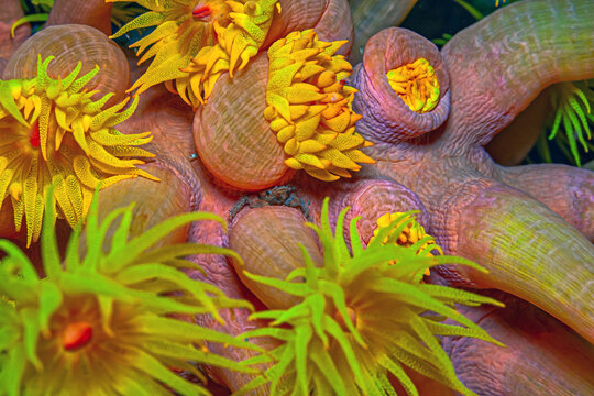 Orange cup coral,Tubastraea coccinea,