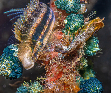 Coral reef in South Pacific with blenny and yunicates