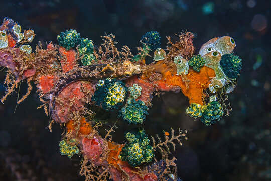 Coral reef in South Pacific with blenny and yunicates