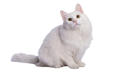 Fluffy longhaired white cat sitting, gazing intently with amber eyes © Rowan