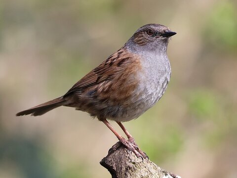 Dunnock on a post