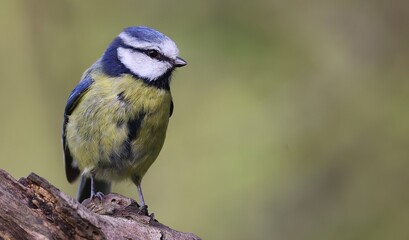Blue tit © Peter