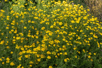 Fototapeta premium Gros plan sur des chrysanthèmes couronnés