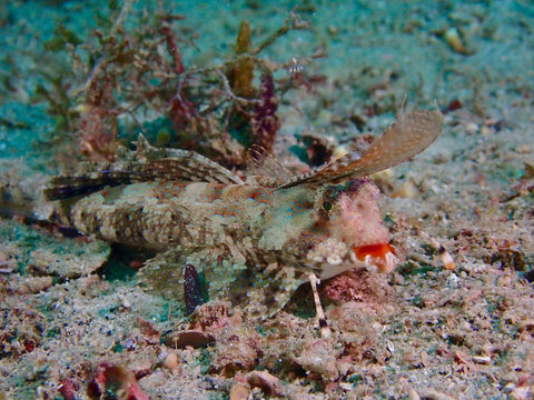 Fingered dragonet camouflaged on sandy seabed. Close-up of cryptic fish blending with ocean floor, showcasing natural camouflage.