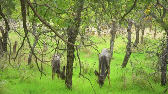 Footage of two wild mule deer (Odocoileus hemionus) does foraging for food amidst the vibrant green undergrowth and trees of the Emerald Pools Trail in Zion Canyon.