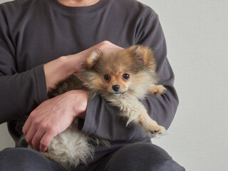 家のリビングで可愛いポメラニアンの子犬を抱っこする男性の姿 © zheng qiang