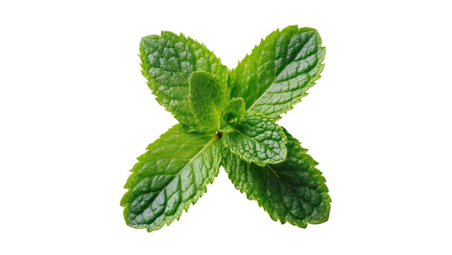 Fresh vibrant green mint leaves arranged in an X shape, showcasing natural texture and aroma