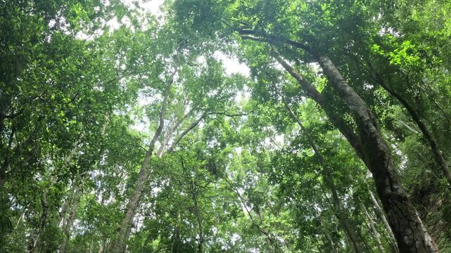 Cinematic howler monkeys calling in the dense jungle of El Mirador Guatemala, atmospheric wildlife footage in tropical rainforest canopy