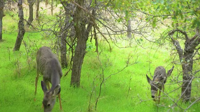 Full shot of two wild mule deer (Odocoileus hemionus) does grazing on the vibrant green grass along the Emerald Pools Trail in Zion Canyon.
