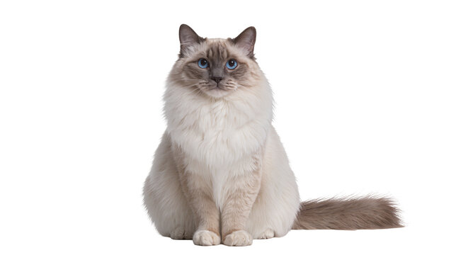 Fluffy Ragdoll cat sitting attentively, gazing forward with bright blue eyes