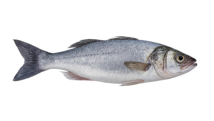 Obraz premium Silver European seabass swimming, displaying dark grey lateral markings along its body