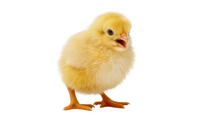 Obraz premium Fluffy yellow chick chirping loudly, displaying tiny beak and orange feet